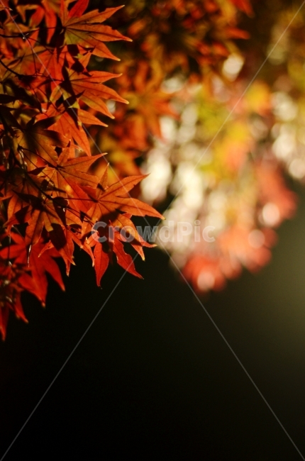 가을,단풍,단풍잎,빨간색,아웃포커스,야경,클로즈업,가을,계절,fall,autumn,season,식물,자연,plants,nature,감성,sensible,feeling,plant,leaf,잎,tree,나무