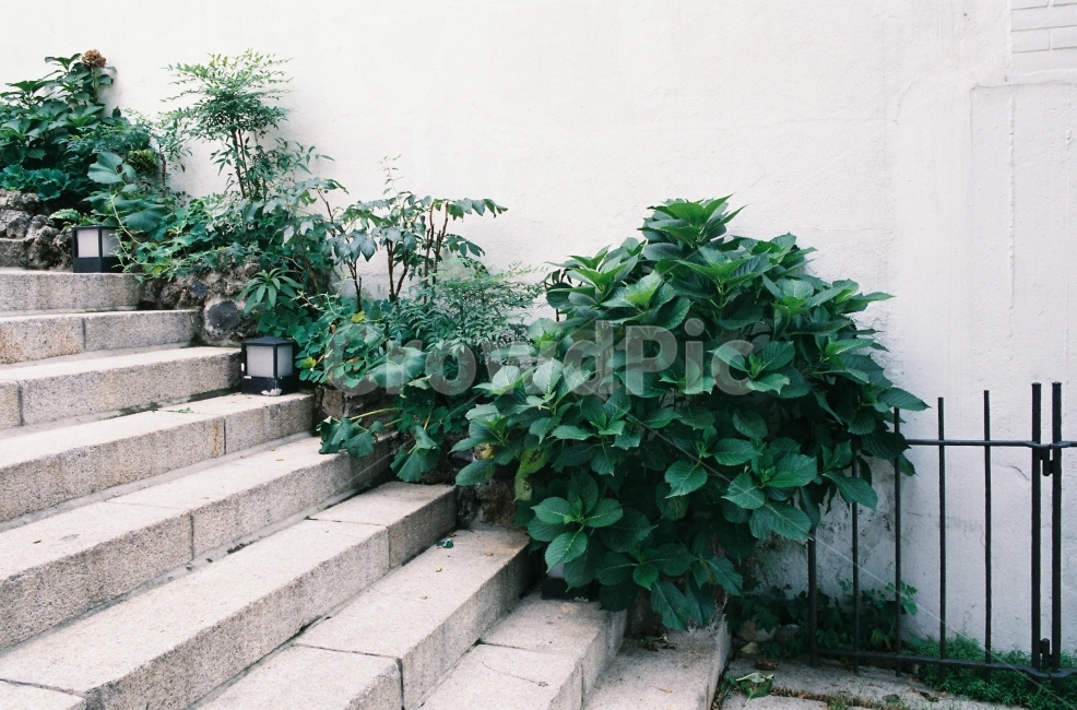 감성사진,자연,초록,문,계단,식물,자연,plants,nature