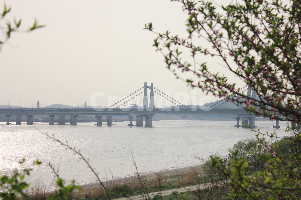 한강,행주대교,공원,park,나무