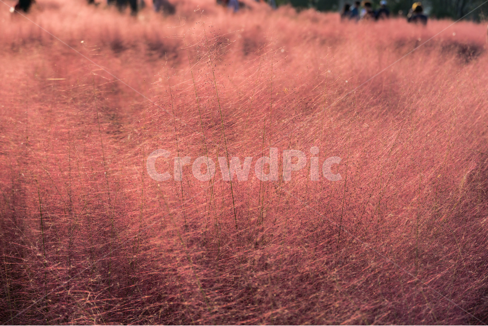 핑크뮬리,뮬리,가을,pinkmuhly,자연,공원,핑크,pink,식물,plant,가을,계절,fall,autumn,season,grass,잔디,grassland,목초지,nature,savanna,대초원,outdoors,옥외,field,들
