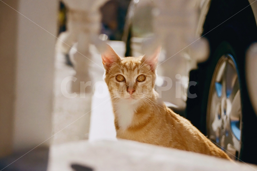 동물,고양이,포유류,animal,cat,cats,animals,긴ㄴ거리,street,동물,animal,포유류,mammal,고양이,cat,kitten,kitty,감성,sensible,feeling