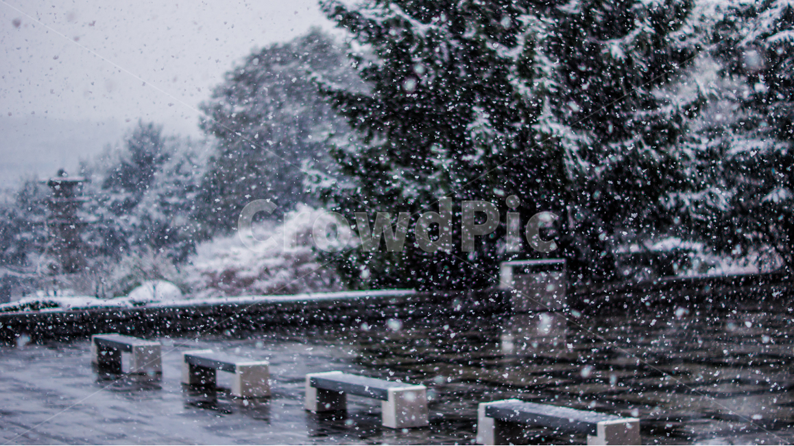 대학교,캠퍼스,학교,눈,눈보라,겨울,벤치,campus,university,snow,blizzard,winter,겨울,계절,winter,season