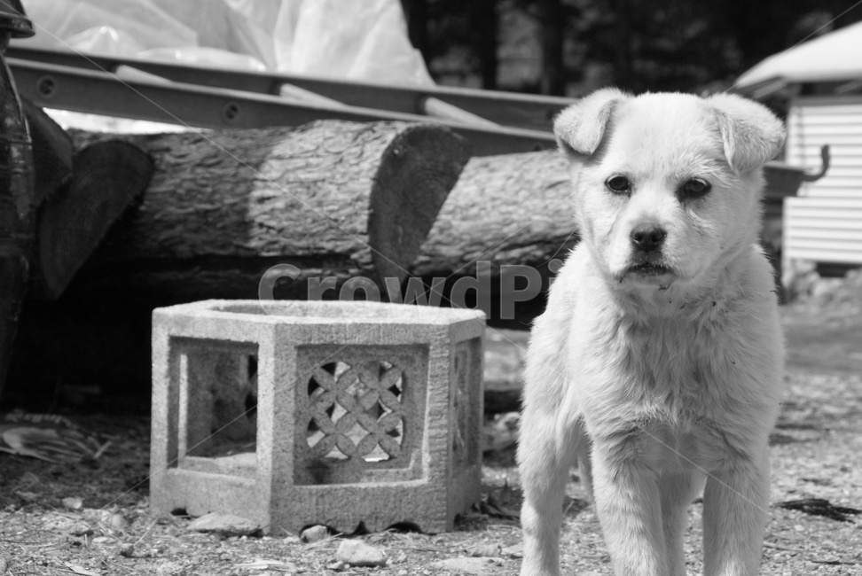 강아지,동물,개,백구,시골,눈빛,흰둥이,새끼개,동물,animal,포유류,mammal,개,강아지,dog,doggy,흑백,모노톤,monochrome,black and white