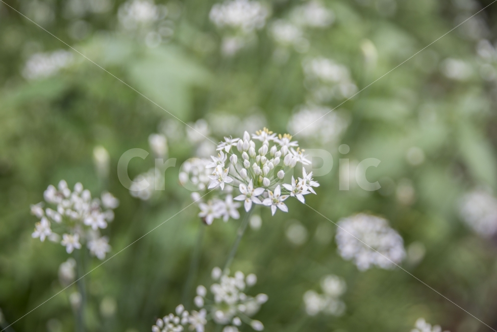 꽃,식물,하얀꽃,꽃사진,흰꽃,식물,자연,plants,nature,꽃,flower