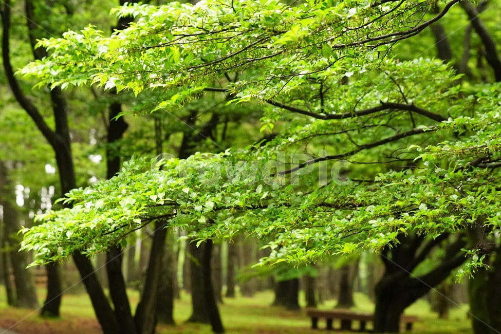 나무,숲속,초록색,자연,식물,자연,풍경,nature,landscape,식물,plants,tree,plant,tree trunk,나무 줄기