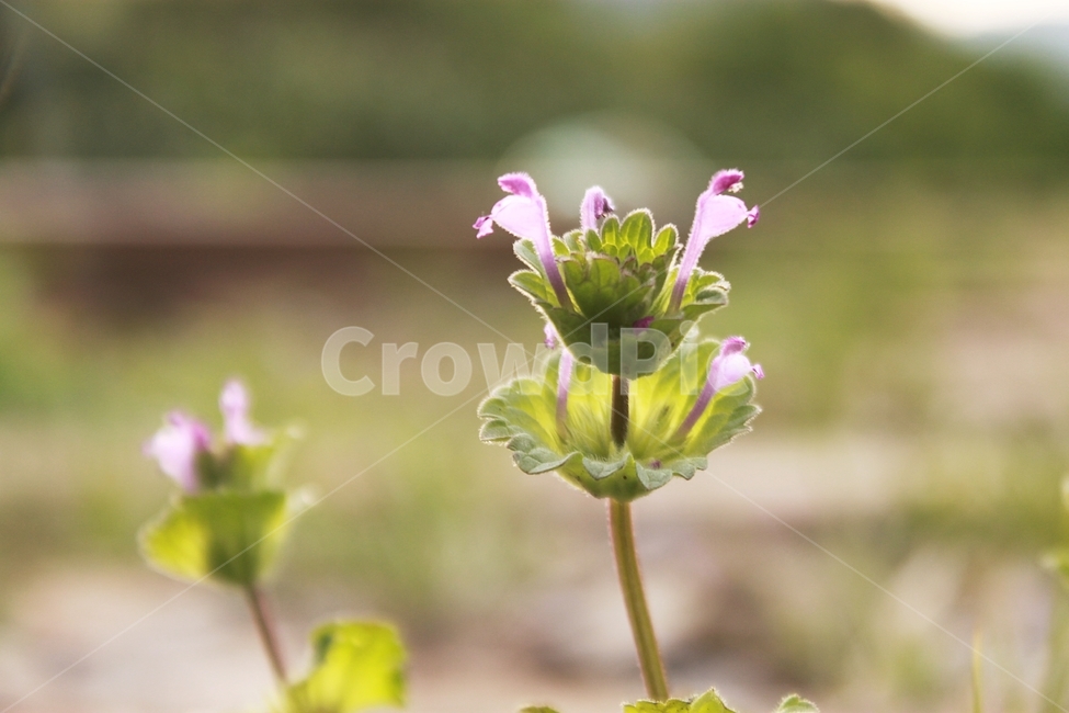 철길,기찻길,방울꽃,기찻길꽃,잡초,시골풍경,ironroads,railroadtracks,weeds,flowers,paddyfields,ricepaddies,countryscenery