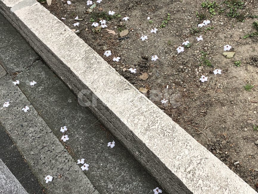 벚꽃,꽃잎,길,길바닥,보도,바닥,떨어진,ground,blossom