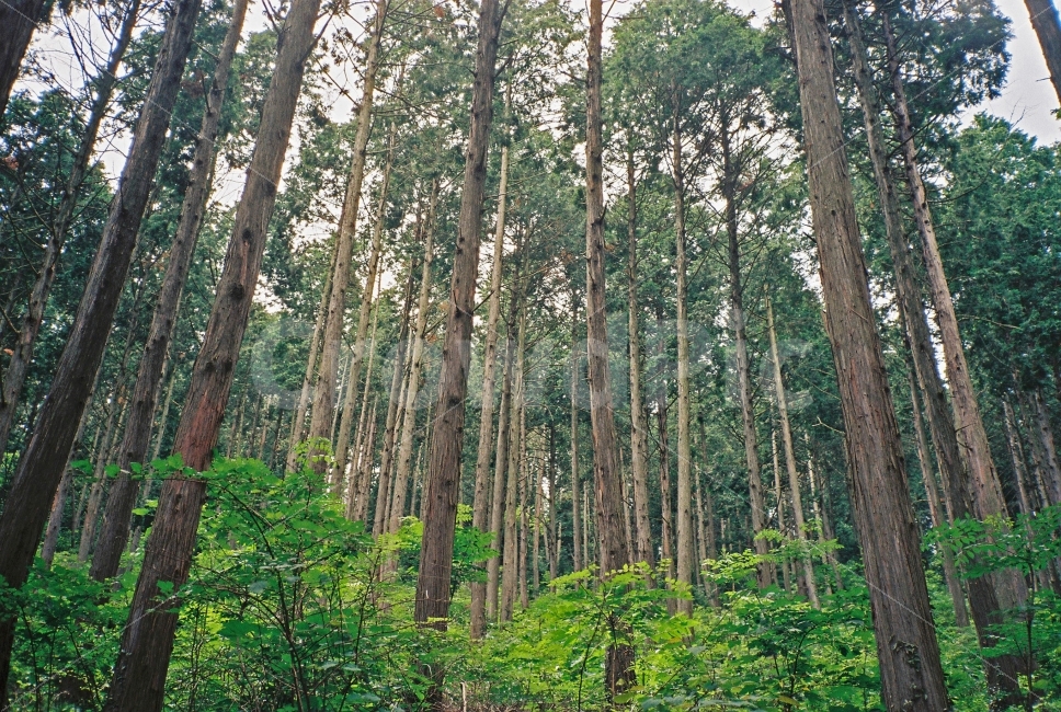 나무,숲,편백나무,자연,초록,감성,필카,필름카메라,풍경,자연,풍경,nature,landscape,식물,plants,나무,trees,wood