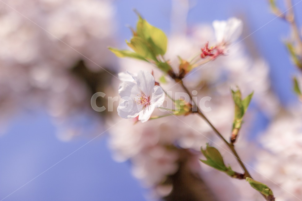 cherry,blue sky,white flower,pink,green leaves,Cherry Blossom,flower tree,branch,spring,spring flowers,petal,leaves,natural harmony,season,net,sky,green,nature,brown tree,new sprout,tree,natural flowers,pink flower,leaf,flower,cherry blossom tree,bud,Whit
