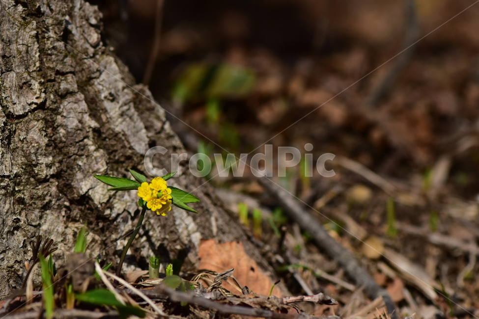 한계령풀,야생화,봄,꽃,풀꽃,자연,식물,식생,plants,nature,spring,season,flower