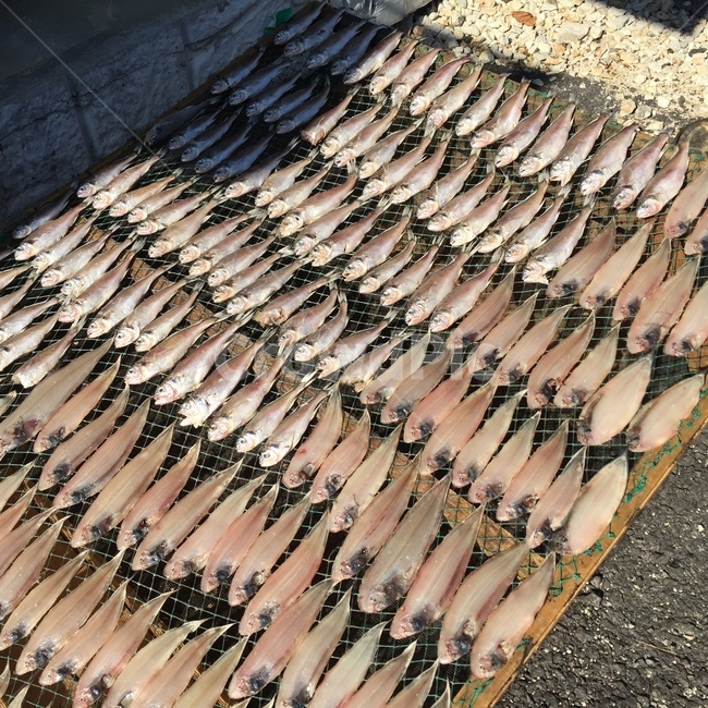 바다,시장,물고기,생선,햇볕,시골,지방,고성,바닷가,겨울,장보기