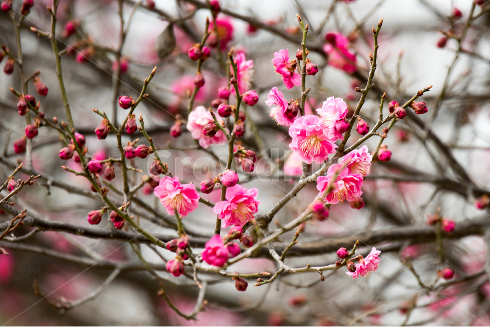 자연,풍경,꽃,봄,맑은날,봄,계절,spring,season,식물,자연,plants,nature,꽃,flower,plant