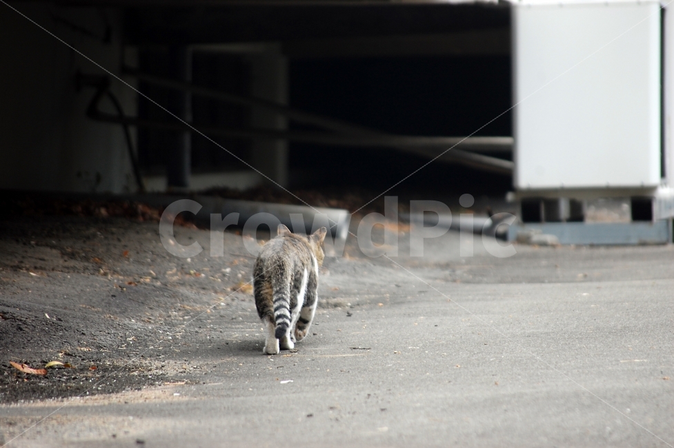 경북대학교,고양이,뒷모습,쓸쓸함,혼자,그늘,에어컨,실외기,니콘,Nikon,D40,Cat,동물,animal,포유류,mammal,고양이,cat,kitten,kitty,고독함,외로움,쓸쓸함,우울함,슬픔,lonely,solitary