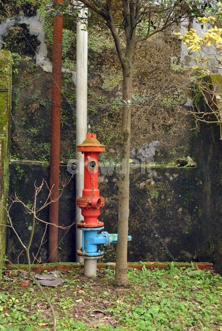 소화전,firehydrant,hydrant,빨간색,파란색,나무