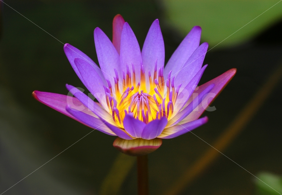 연꽃,수련,연잎,연못,꽃,플라워,식물,자연,한송이,꽃잎,식물,자연,plants,nature,꽃,flower