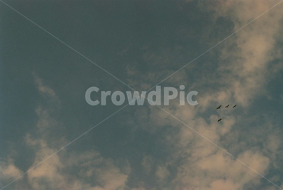 하늘,새,구름,새떼,무리,자연,풍경,nature,landscape,animal,동물,bird