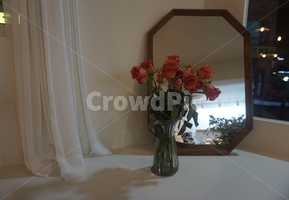 식물,blossom,꽃,flower,rose,실내용화초,화분,화초,house plant