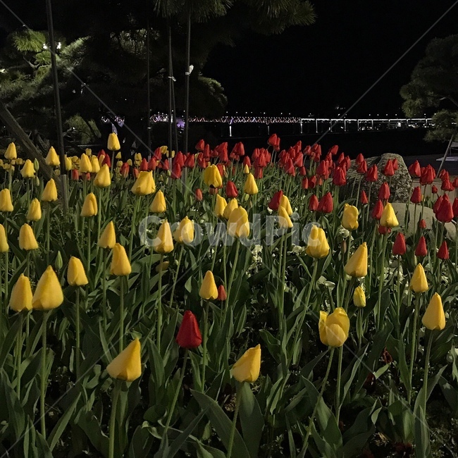 부산,광안리,튤립,꽃,빨간색,노란색,봄,야경,밤,red,yellow,tulip,flower,nightview,spring