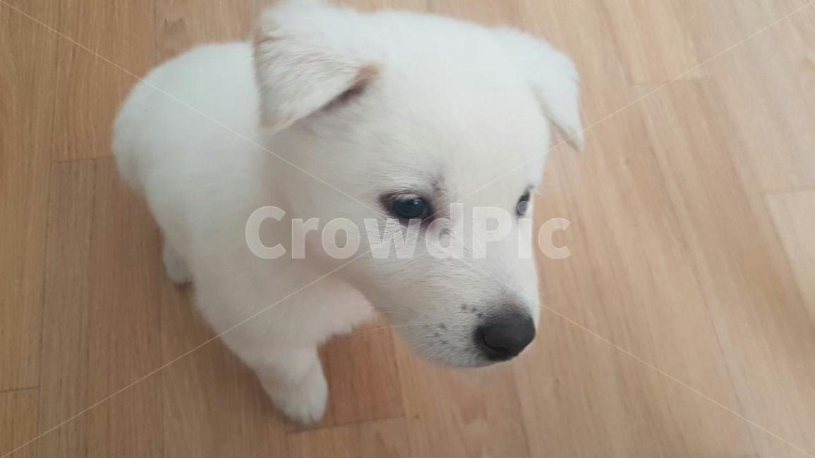강아지,귀여운강아지,애완견,dog,풍산개