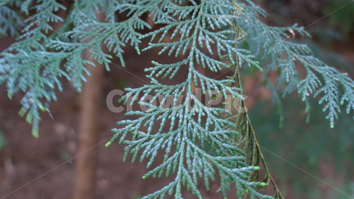 나무,숲,forest,tree,편백나무,히노키,hinoki,편백나무숲,nature,자연,green,초록,잎,이파리,잎새,침엽수,leaf,하동,하동편백나무숲,물안골,물안골용용편백림