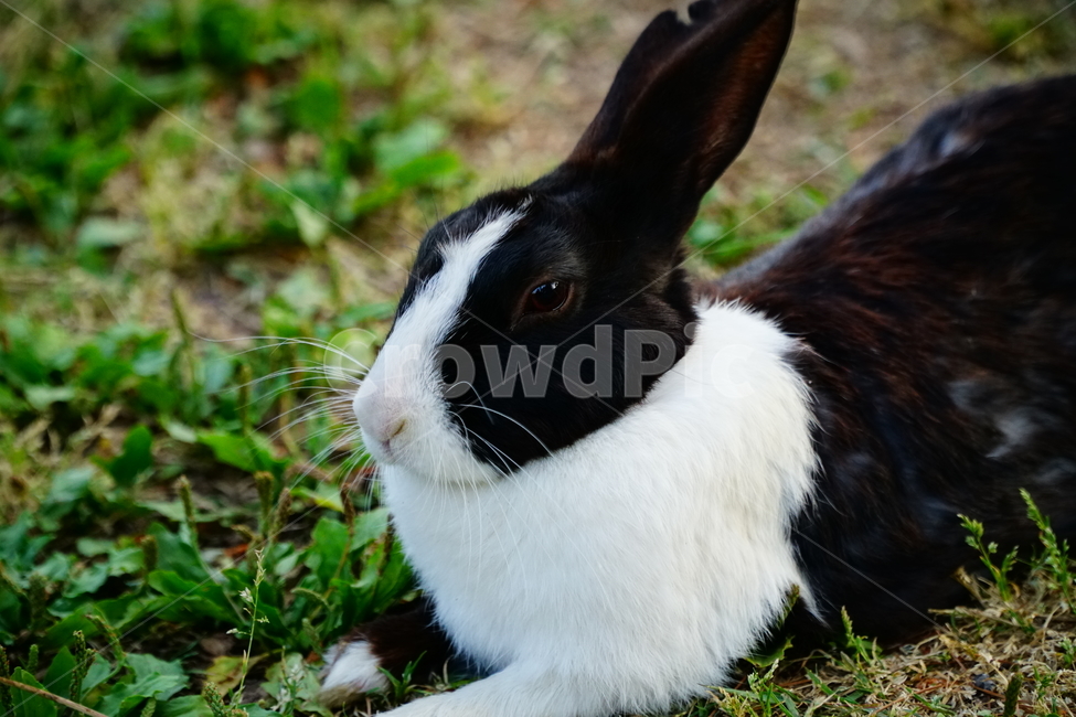 토끼,동물,자연,포유류,잔디,풀,nature,animal,rabbit,산토끼,식물