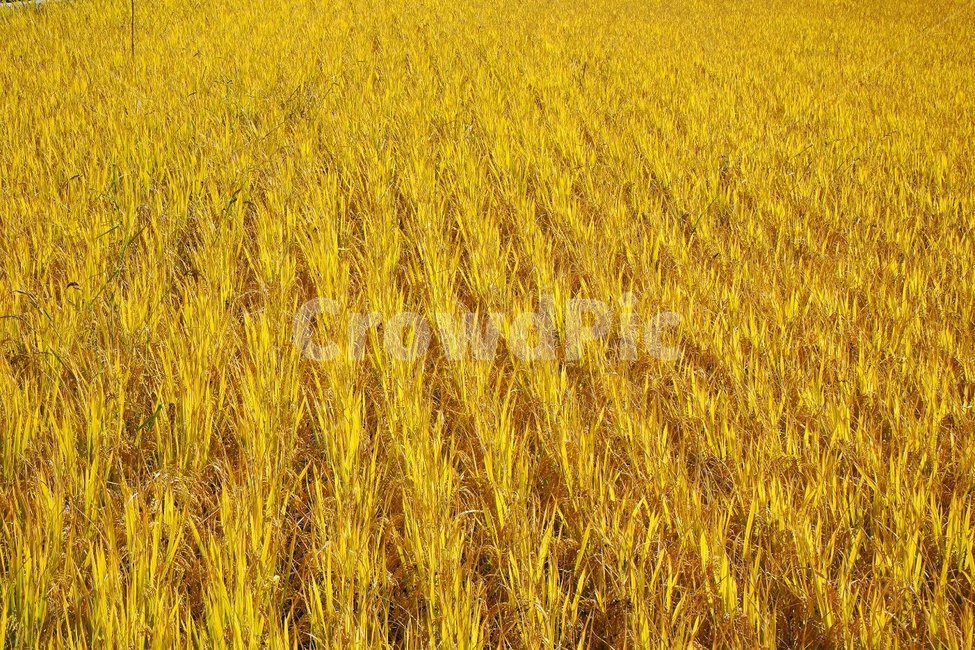 벼,금,벼농사,가을,황금색,들판,산업,industry,industrial,농업,농사,agriculture,farming,farming industry