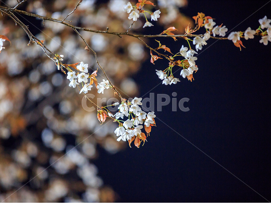 봄,야경,가로수,벚꽃,자연,맑은날,봄,계절,spring,season,야경,밤,풍경,nightscape,night,landscape,식물,자연,plants,nature,꽃,flower,plant
