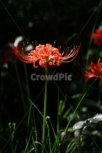 석산,꽃무릇,슬픈추억,lycorisradiata,식물,식물,자연,plants,nature,꽃,flower