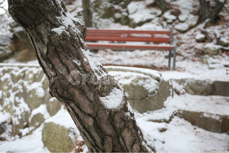 소나무,눈,눈밭,설산,산,겨울,겨울,계절,winter,season