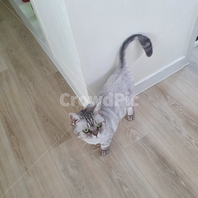 flooring,wood,나무,견목,floor,바닥,hardwood,고양이,아메리칸숏헤어,하얀고양이