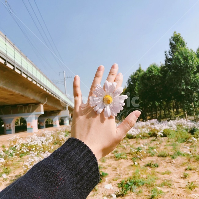 꽃,나무,봄,꽃밭,다리,손,flower,spring,tree,hand
