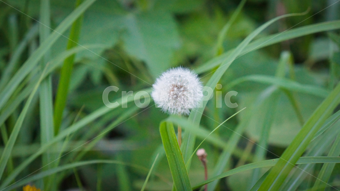 plant,식물,blossom,꽃,flower,민들레씨,민들레홀씨,식물,자연,plants,nature