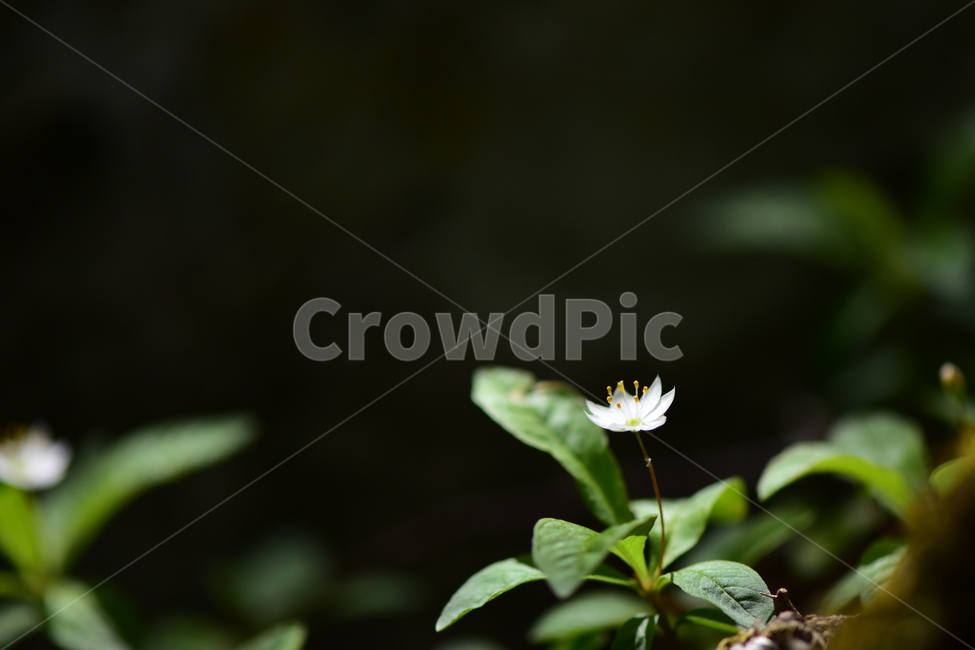 참기생꽃,야생화,식물,자연,꽃,플라워,생태,힐링,wildflower,flower,plants,nature,season,감성,느낌,emotion,feeling,앵초목,앵초과,여러해살이풀,희귀식물,기생꽃속