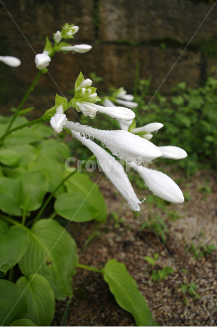 비비추,식물,plant,자연,nature,꽃,flower,식물,자연,plants,nature,꽃,flower