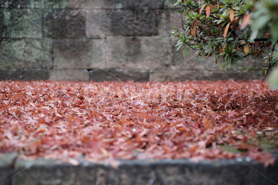 단풍,가을,붉은단풍,떨어진단풍,자연,가을,계절,fall,autumn,season,plant,식물,leaf,잎,tree,나무,ground,바닥