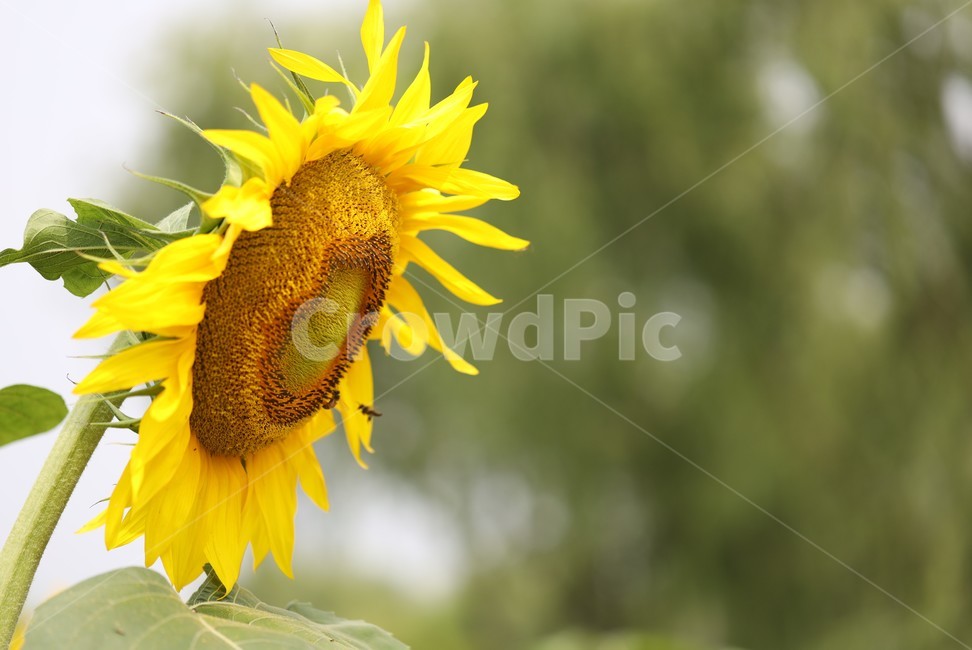 plant,식물,궁남지,해바라기,벌,부여궁남지,식물,자연,plants,nature,꽃,flower