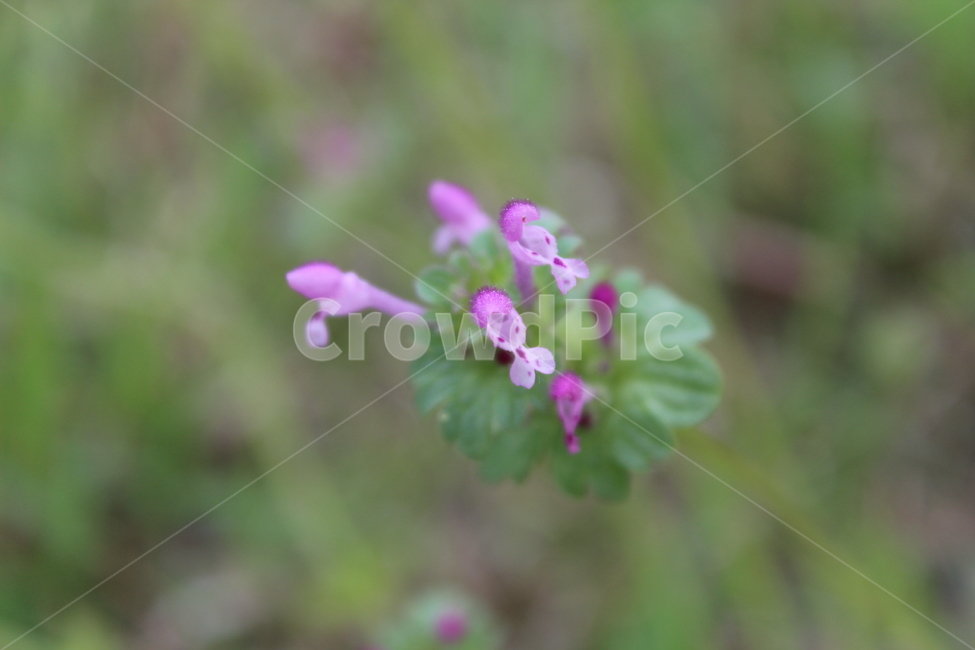 야생화,들꽃,들에핀꽃,야생꽃,작은꽃,칼라풀,식물,자연,plants,nature,꽃,flower