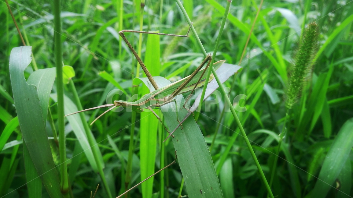 곤충,자연,방아깨비,식물,green,배경,곤충,벌레,insect,bug