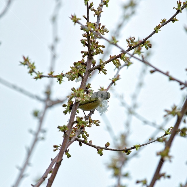 배꽃,새,waxeye,봄,가지