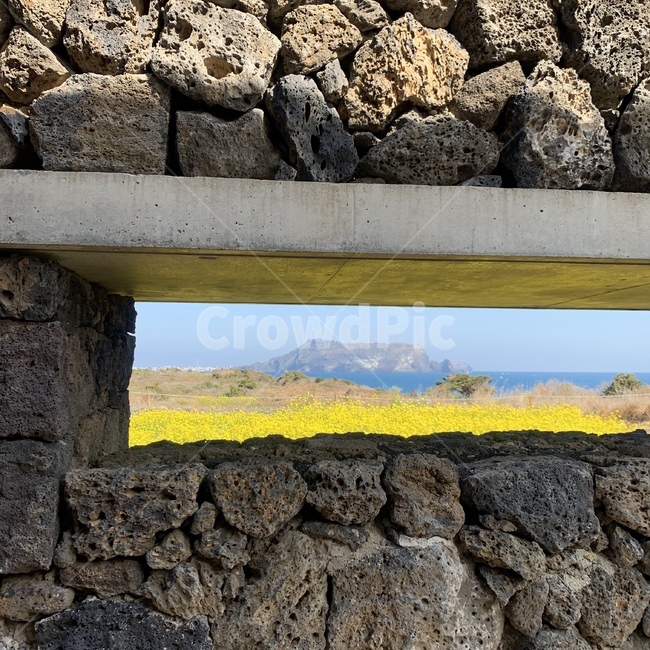유채꽃,유민미술관,섭지코지,제주,입장권15000원,자연,풍경,nature,landscape,한국자연풍경,한국자연경관,korea nature landscape,제주도,jeju,jeju island,wall,벽,rubble,파편,stone wall,돌담