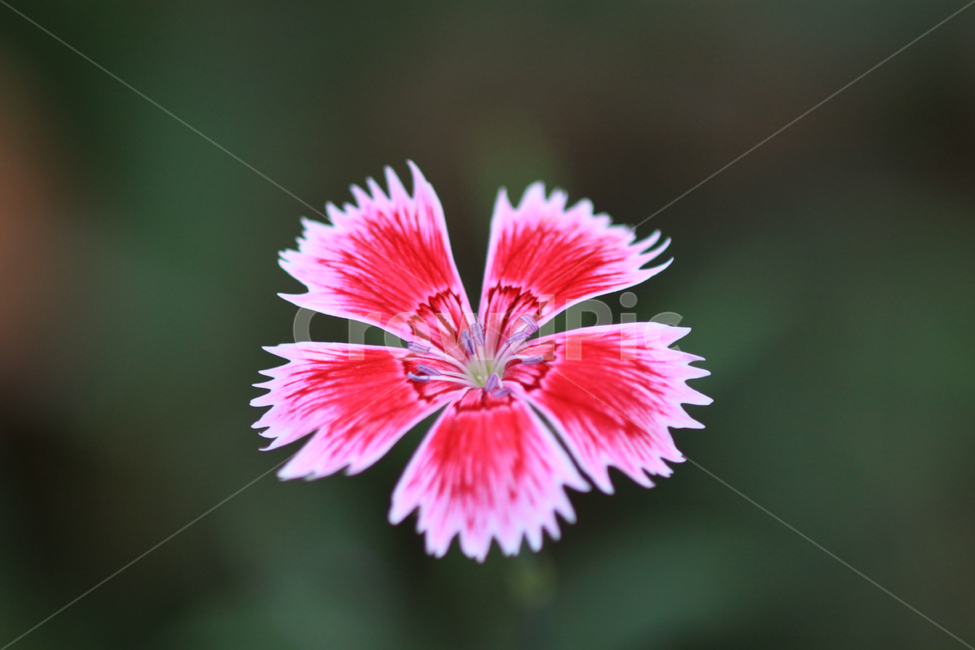 꽃,식물,패랭이꽃,자연,접사,flower,식물,자연,plants,nature,꽃,flower