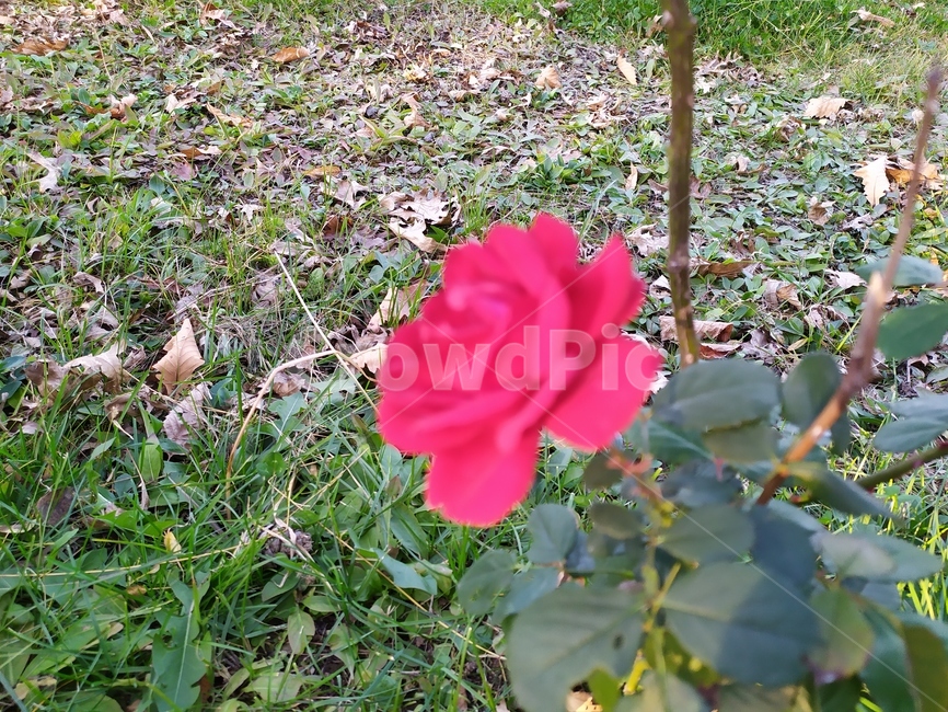 plant,식물,꽃,장미,rose,식물,자연,plants,nature,꽃,flower