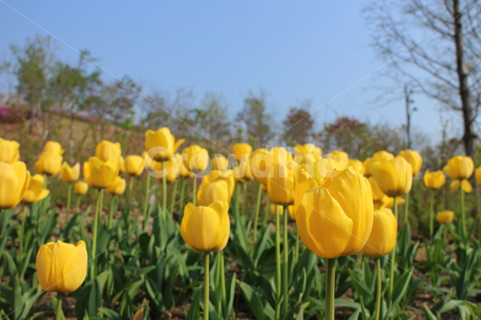 꽃,노란꽃,노란색,꽃밭,튤립꽃,튤립,tulip,백합과,노란꽃잎,꽃잎,꽃송이,파란하늘