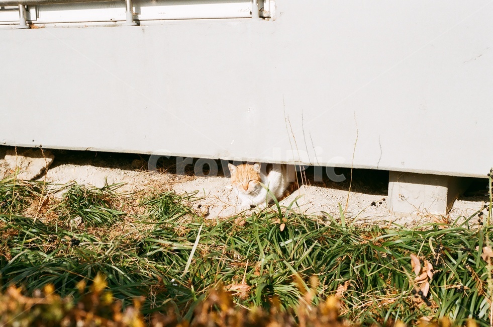 고양이,길고양이,길냥이,동물,필름,cat,kitty,아파트,animal,빈티지,풀,동물,animal,포유류,mammal,고양이,cat,kitten,kitty