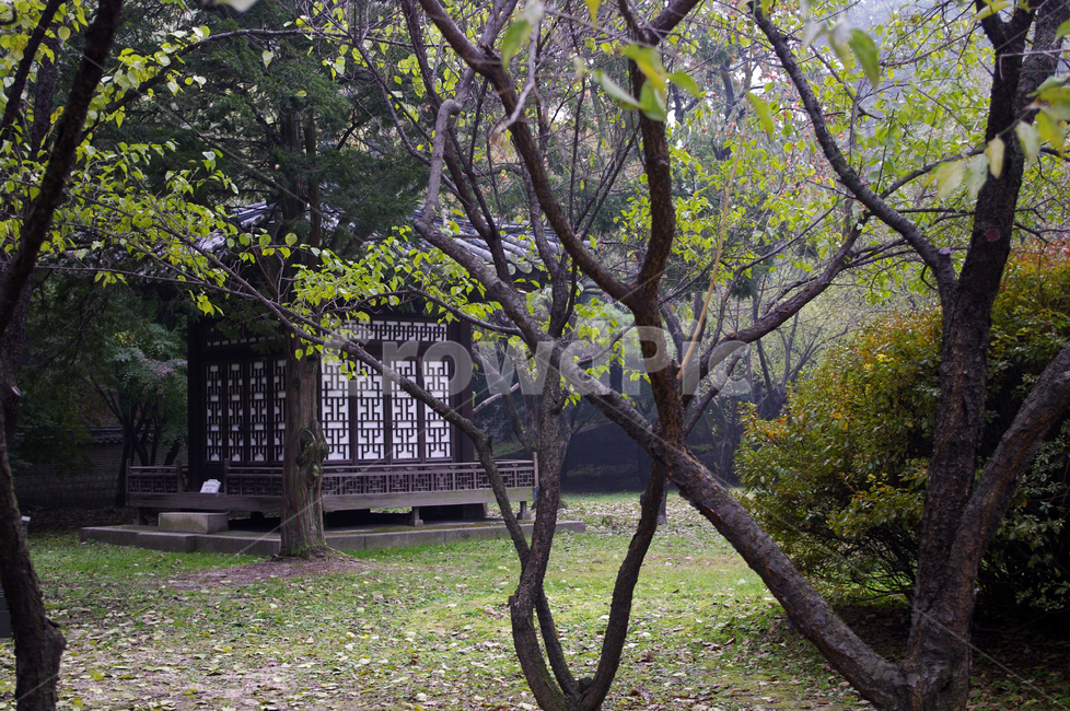 창덕궁,고궁,낙선재,건축,전통건축,traditional,전통,기와지붕,나무,식물,plant,한국전통,한국문화,korean traditional,korean culture