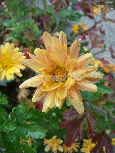 꽃,flower,식물,plant,자연,꽃잎,식물,자연,plants,nature,꽃,flower