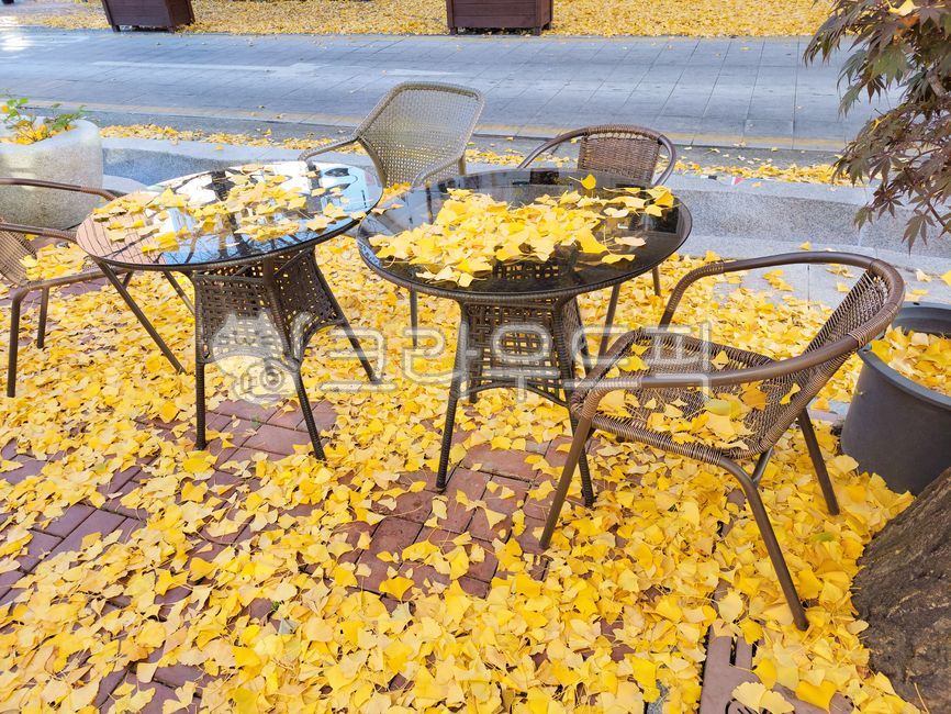 deciduous leaves,scenery,ginkgo leaves,fallen leaves,leaves,fall,street,plants,season,background photo,table,nature,chair,tree,leaf,ginko,outdoor,background,plant,ginkgo,ginkgo tree,autumn,plantleaf