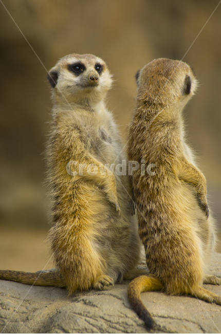 미어캣,포유류,경계,동물,동물원,라이언킹,귀요미,티몬,라이온킹,lionking,meerkat,animal,zoo,mammal,cute,alert,동물,animal,포유류,mammal
