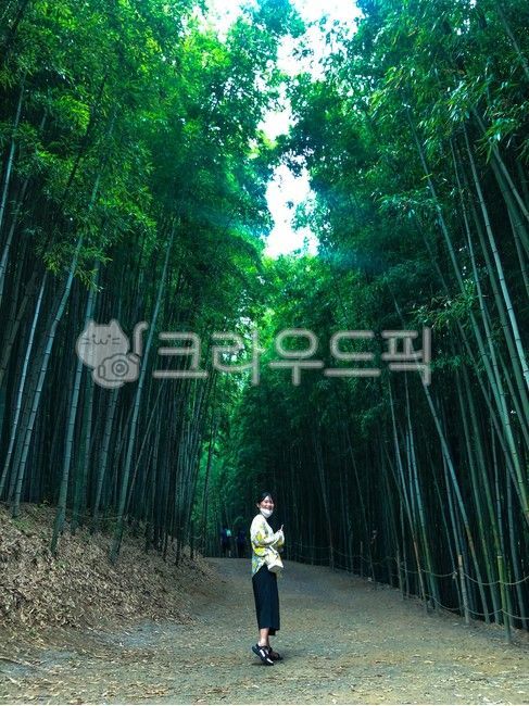 bamboo,Bamboo Park,bamboo forest,Arboretum,park
