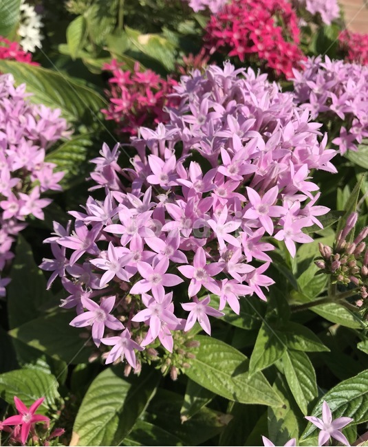플라워,flower,꽃,자연,식물,식물,자연,plants,nature,꽃,flower